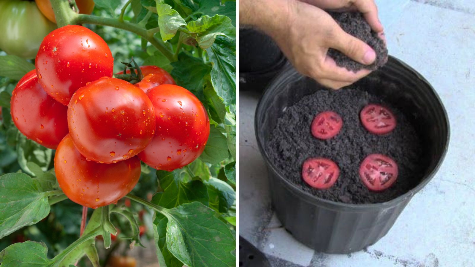 How To Grow An Unlimited Amount Of Tomatoes Using JUST 4 SLICES And