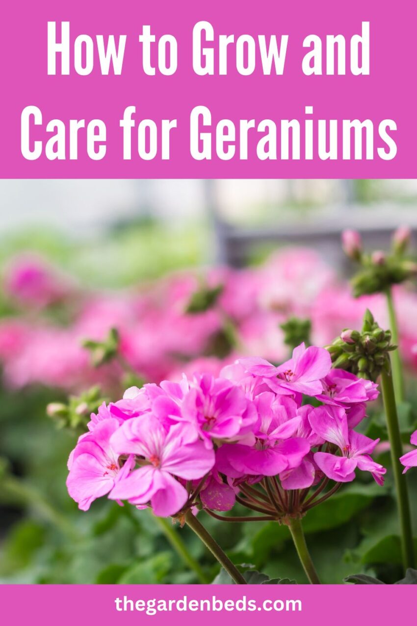 How to Grow and Care for Geraniums - Garden Beds