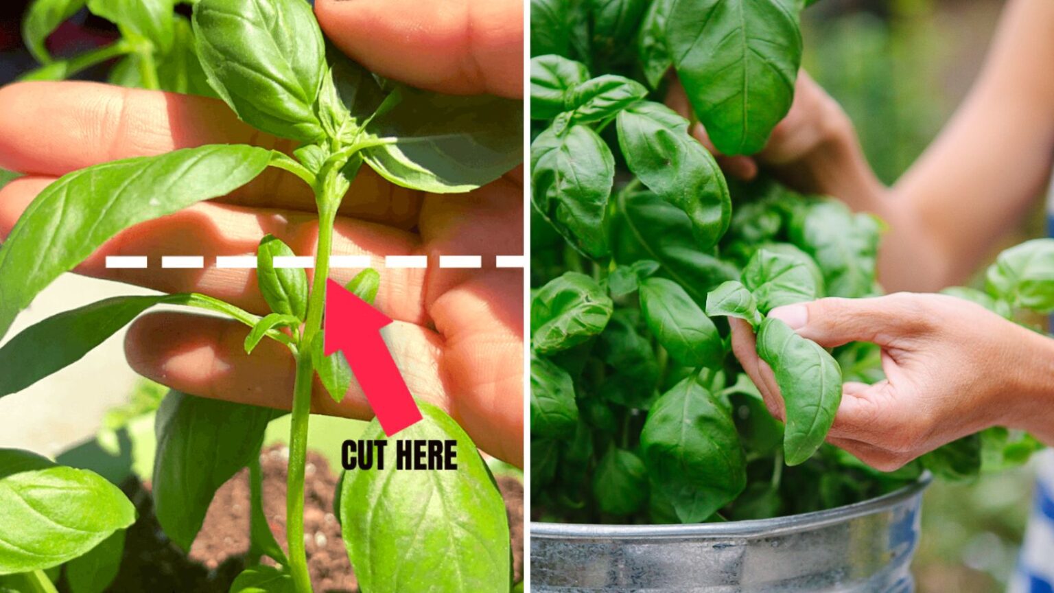 How to Prune Basil Garden Beds