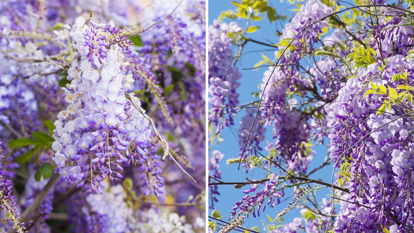 How to Grow and Care for Wisteria Plants Garden Beds