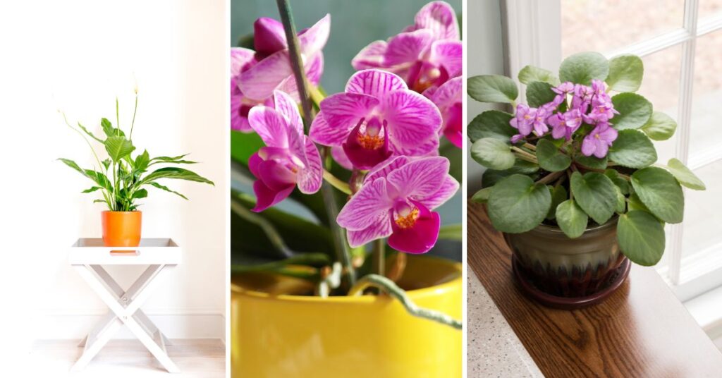 10 Houseplants That Will Bring Happiness Into Your Home - Garden Beds