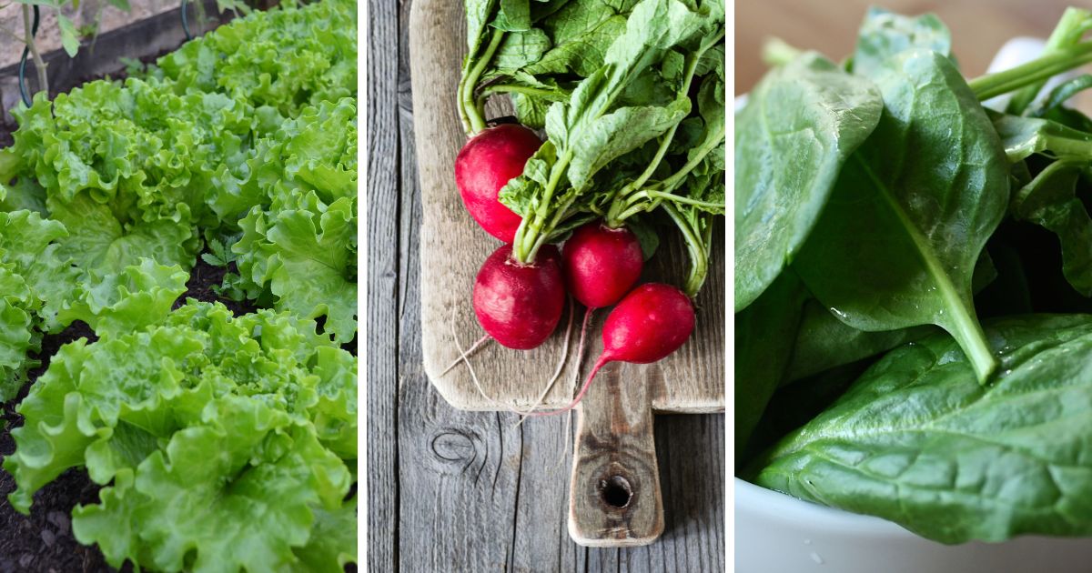 10 FastGrowing Vegetables That you Can Easily Grow Garden Beds