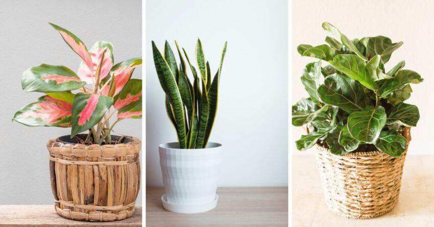 5 Unusual Houseplants to Purify Your Air in Winter - Garden Beds