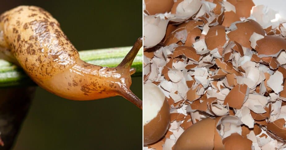 10 Natural Ways To Stop Slugs & Snails Destroying Your Plants Garden Beds