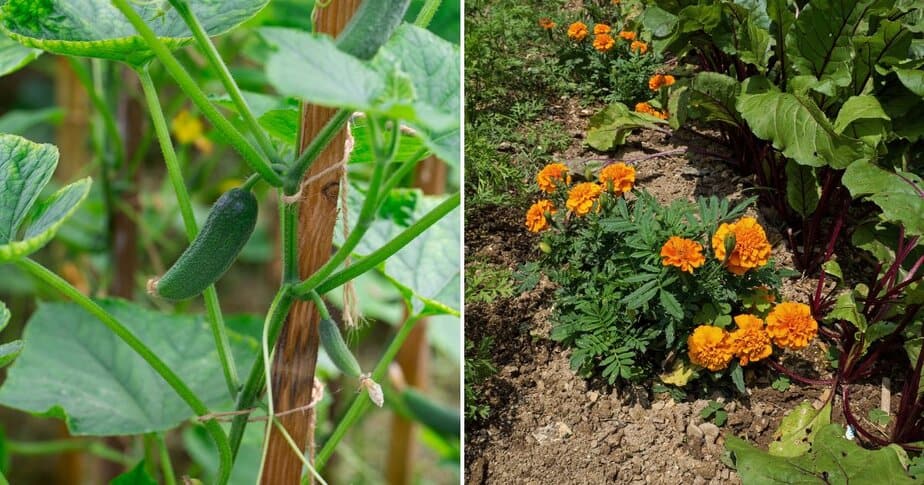 10 Plants That Will Make Your Cucumbers Thrive + 3 To Never Plant With