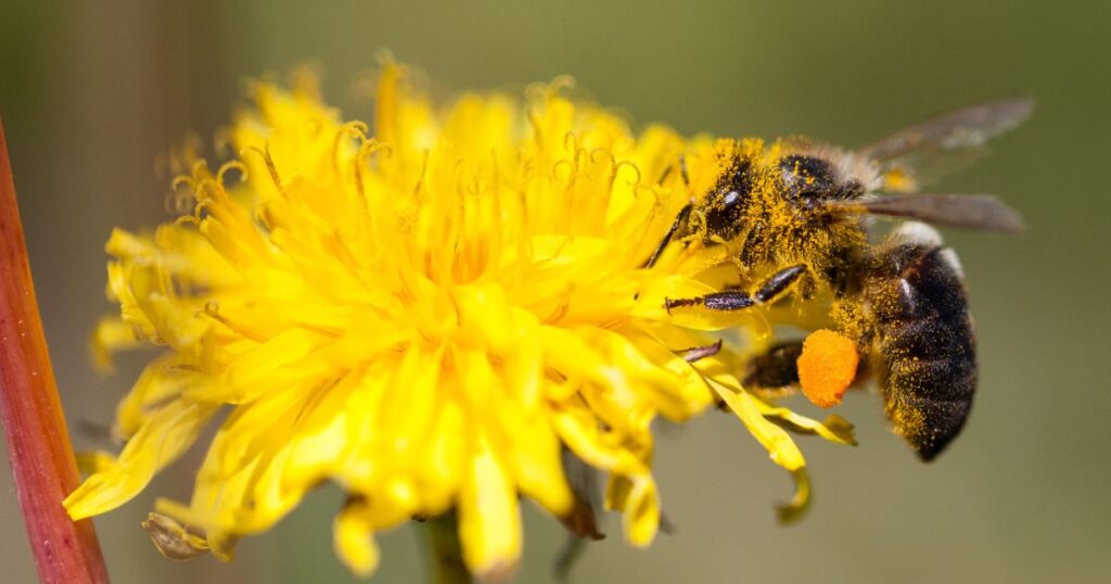  Bee pollinating flowers in an urban garden