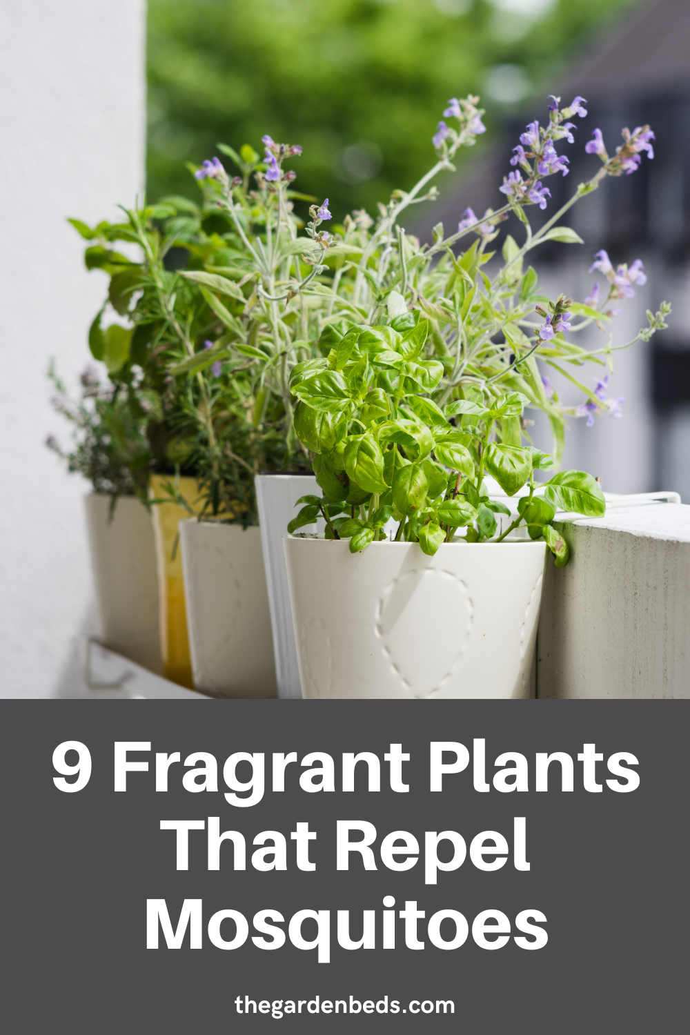 9-fragrant-plants-that-repel-mosquitoes-garden-beds