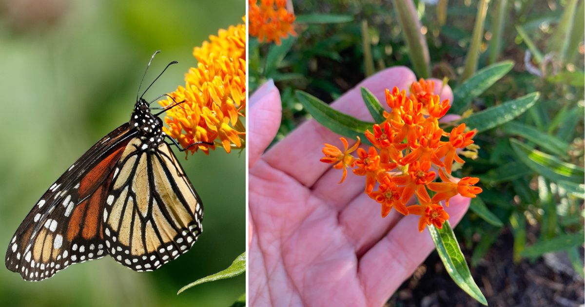 How To Grow Butterfly Weed In Your Garden - Garden Beds