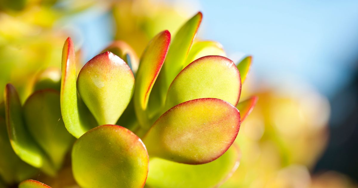 How To Encourage Your Jade Plant Leaves to Turn Red Garden Beds