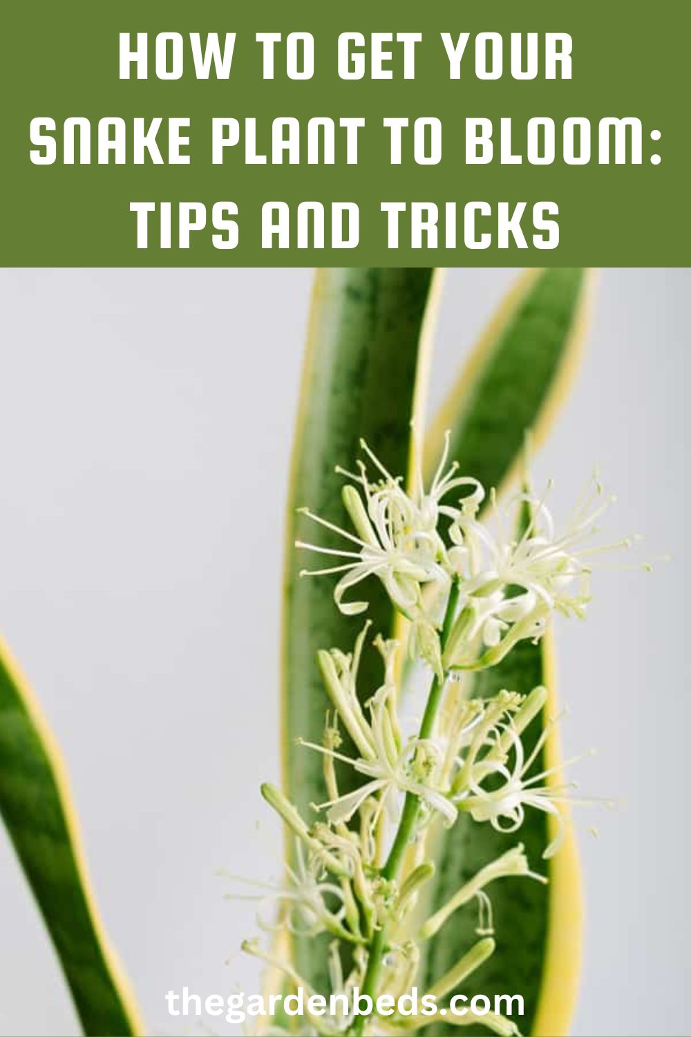 How To Get Your Snake Plant To Bloom Tips and Tricks Garden Beds