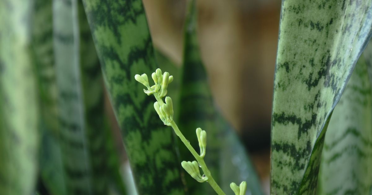 How To Get Your Snake Plant To Bloom Tips and Tricks Garden Beds