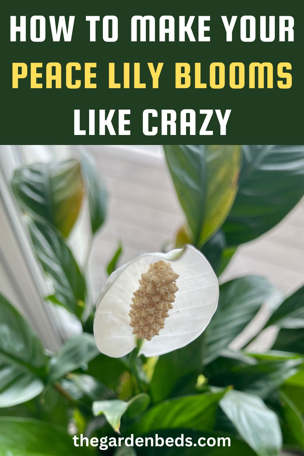 How to Make Your Peace Lily Blooms Like Crazy Garden Beds
