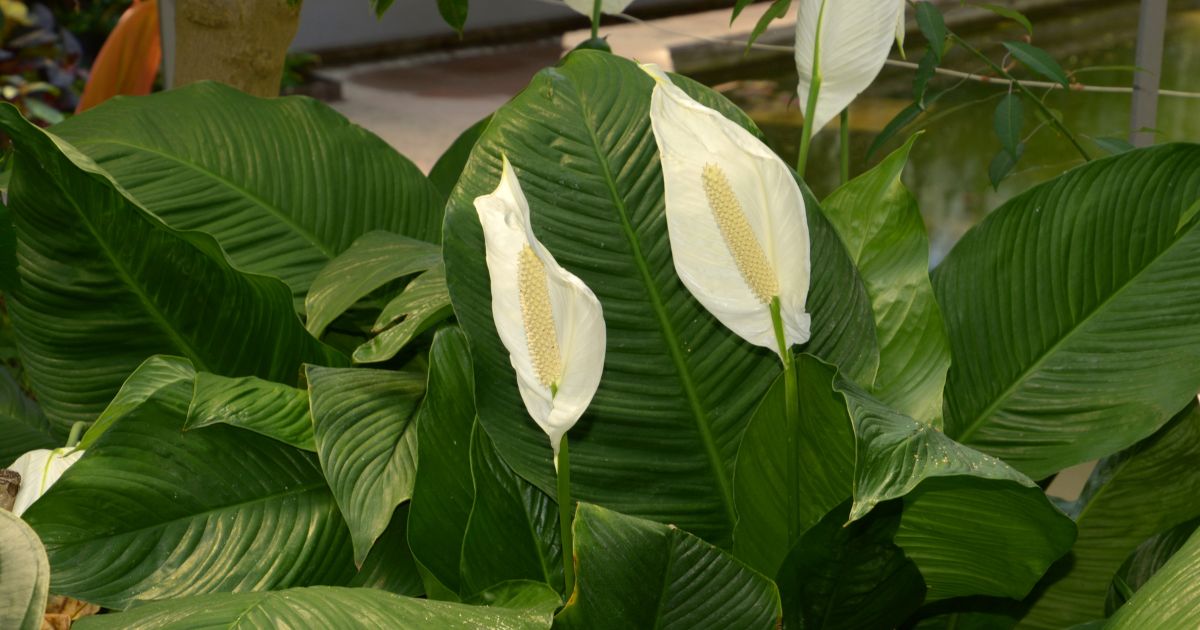 How to Make Your Peace Lily Blooms Like Crazy Garden Beds