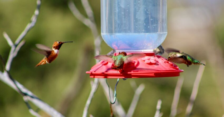 Hummingbirds Are Coming: Here's How to Attract Them to Your Yard ...