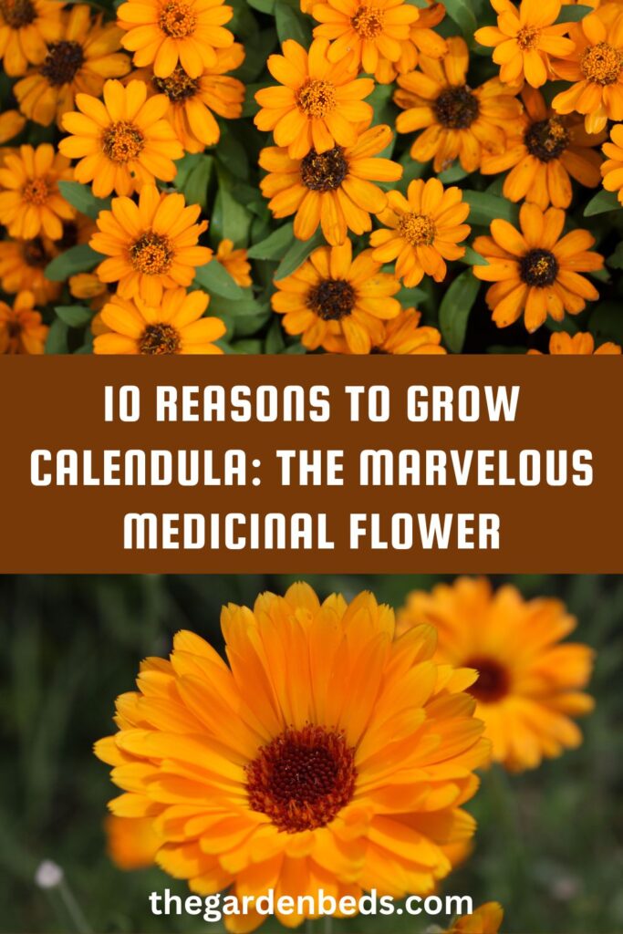 10 Reasons to Grow Calendula The Marvelous Medicinal Flower (2)