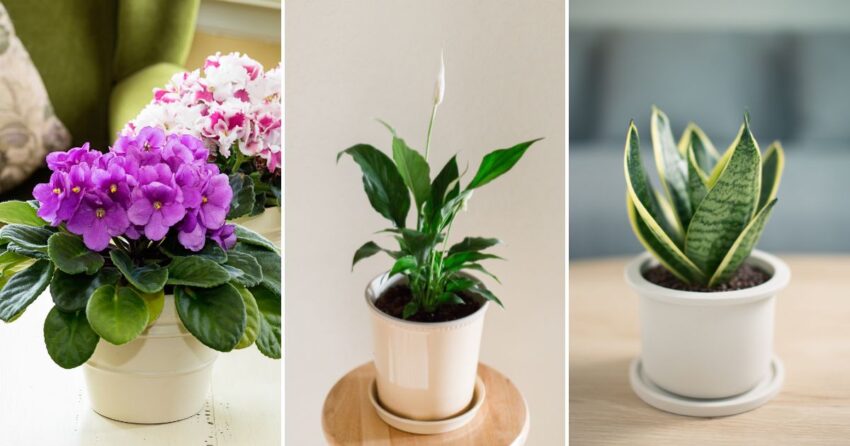 8 Easy-Care Flowering Houseplants