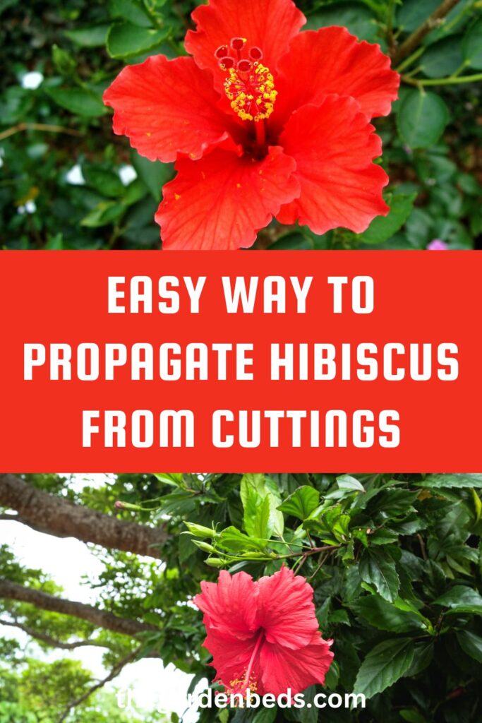 Propagate Hibiscus 