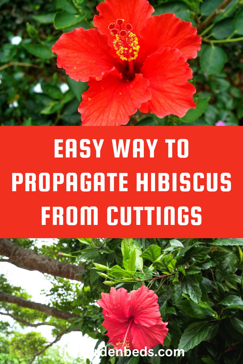 Easy Way To Propagate Hibiscus From Cuttings - Garden Beds