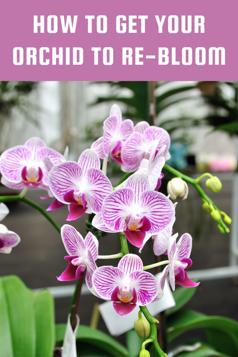 How To Get Your Orchid To Re-bloom - Garden Beds