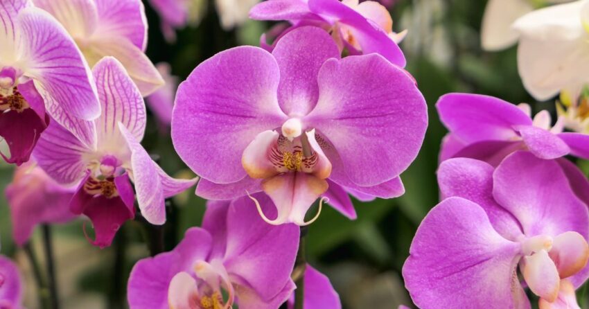 orchid reblooming