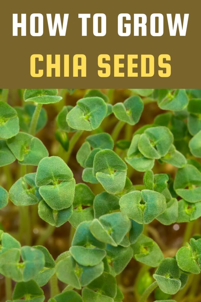 How to Grow Chia Seeds (1)