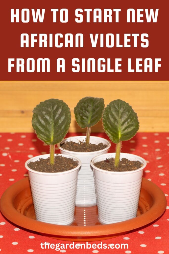 How to Start New African Violets from a Single Leaf