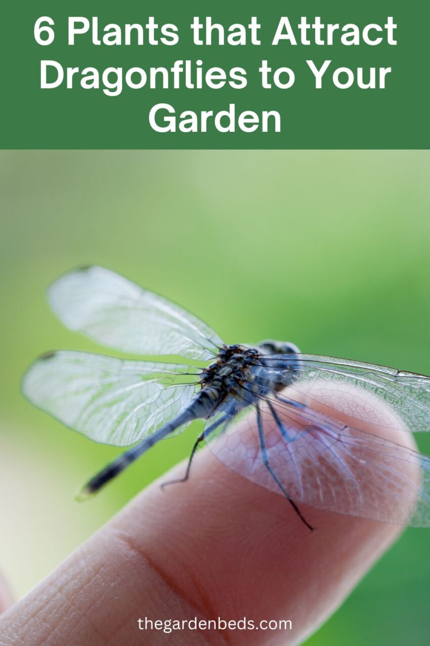 6 Plants That Attract Dragonflies To Your Garden - Garden Beds