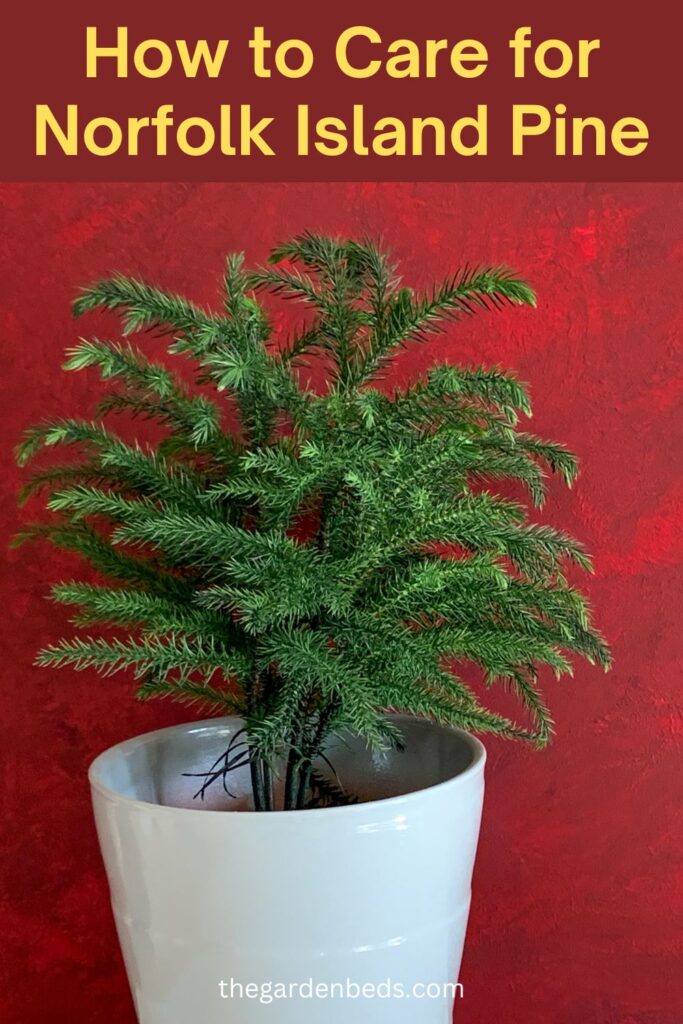 How to Care for Norfolk Island Pine (2)