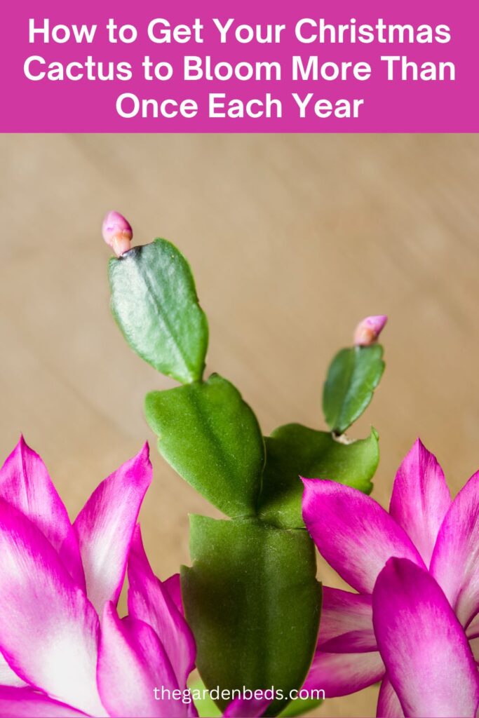How to Get Your Christmas Cactus to Bloom More Than Once Each Year