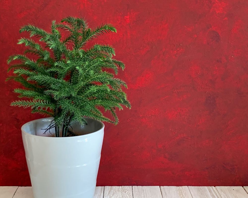 How to Care for Norfolk Island Pine