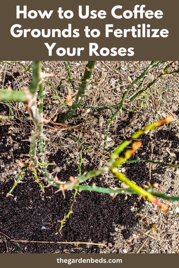 Coffee grounds to fertilize roses