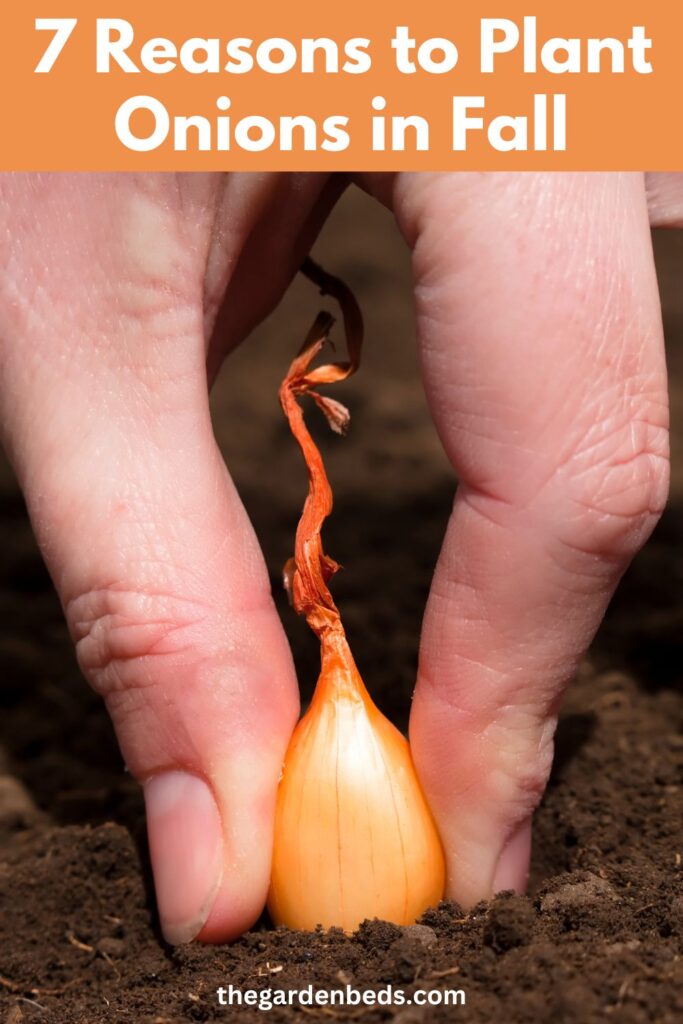 7 Reasons to Plant Onions in Fall