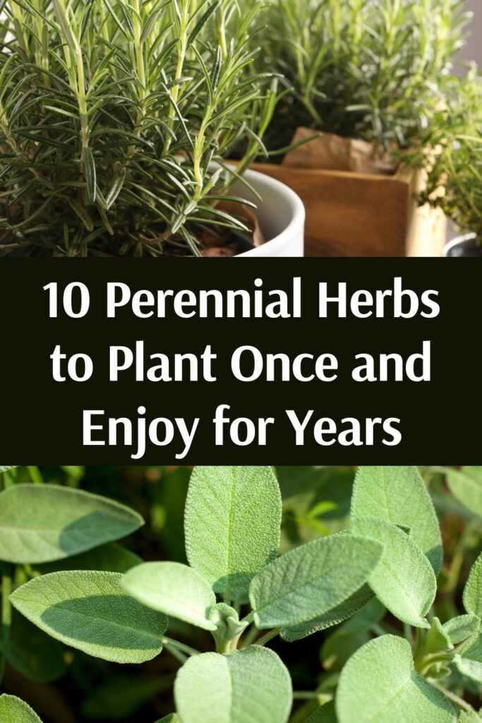Perennial Herbs to Plant Once 