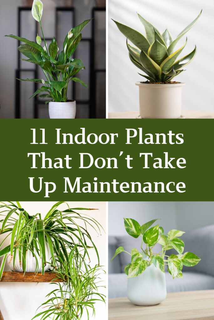 low-maintenance indoor plants