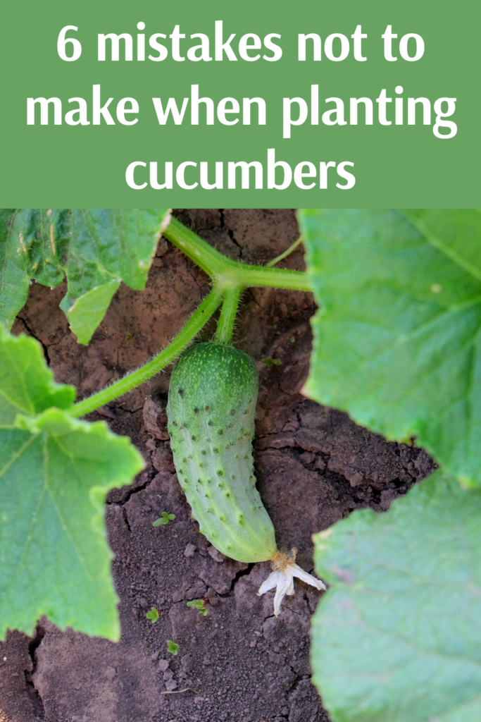 6 mistakes not to make when planting cucumbers