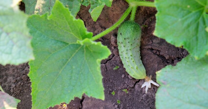 6 mistakes not to make when planting cucumbers