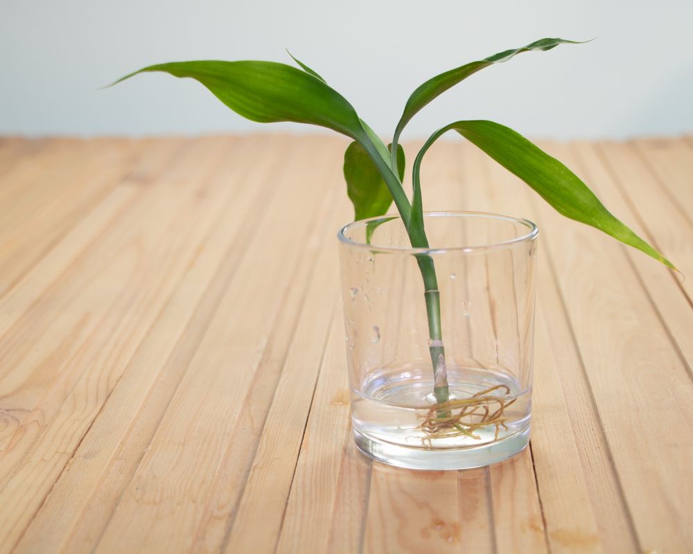 houseplants can grow in water