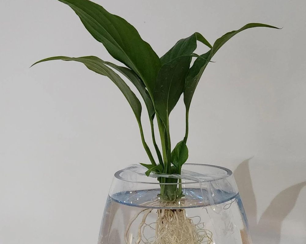 houseplants can grow in water