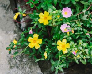 7 Reasons Why You Shouldn't Pull Purslane And Should Use It - Garden Beds