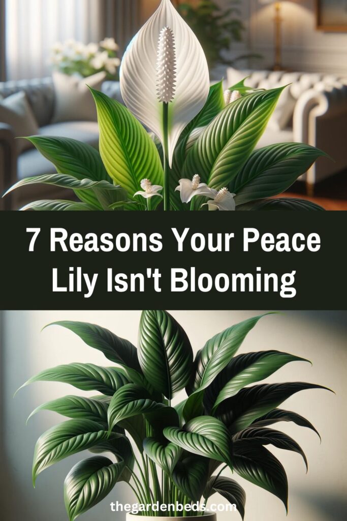 7 Reasons Your Peace Lily Isn't Blooming