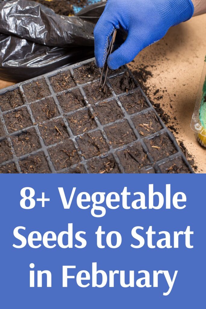 Vegetable Seeds 