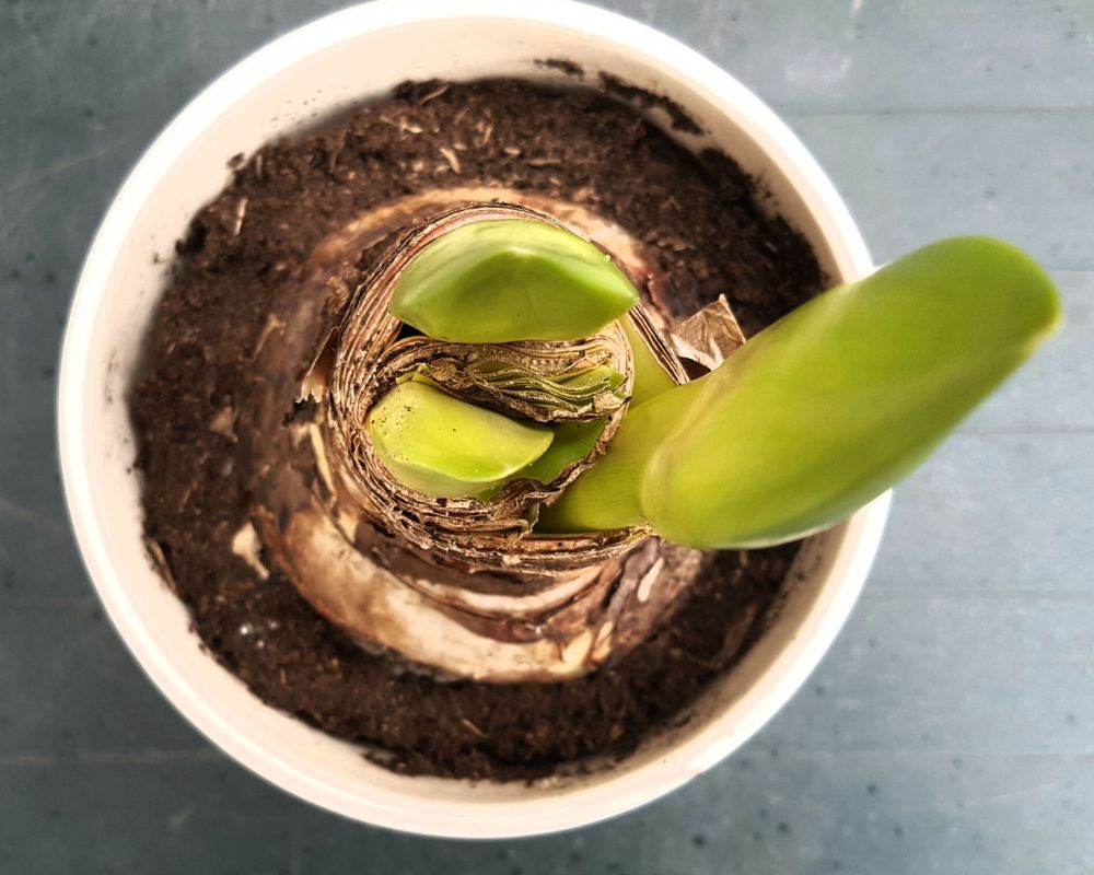 Growing Amaryllis