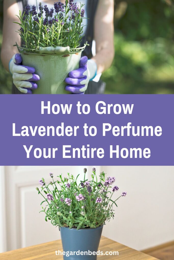 how to grow lavender 