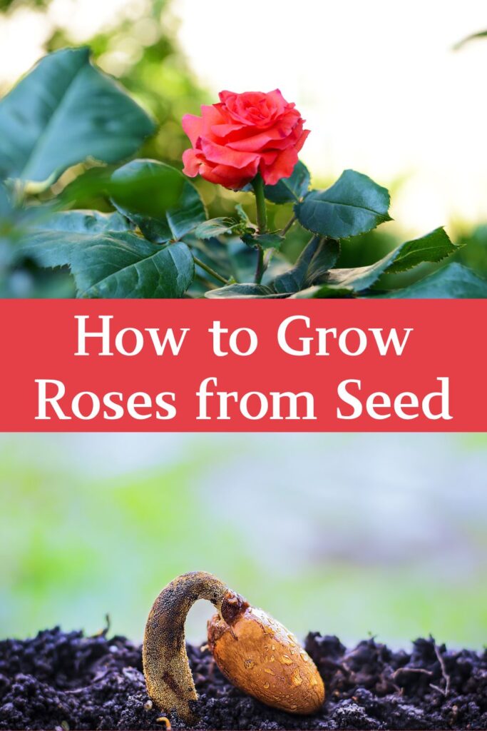 Growing roses from seed