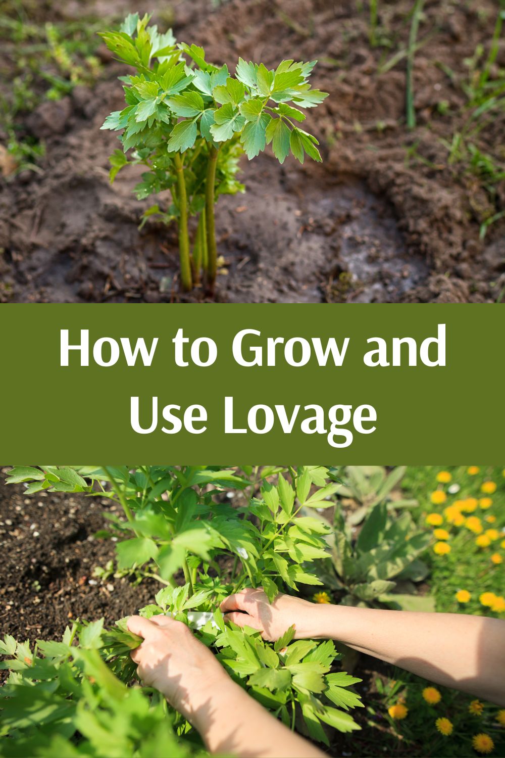 How to Grow and Use Lovage - How To Grow AnD Use Lovage 4