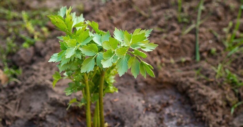 How to Grow and Use Lovage