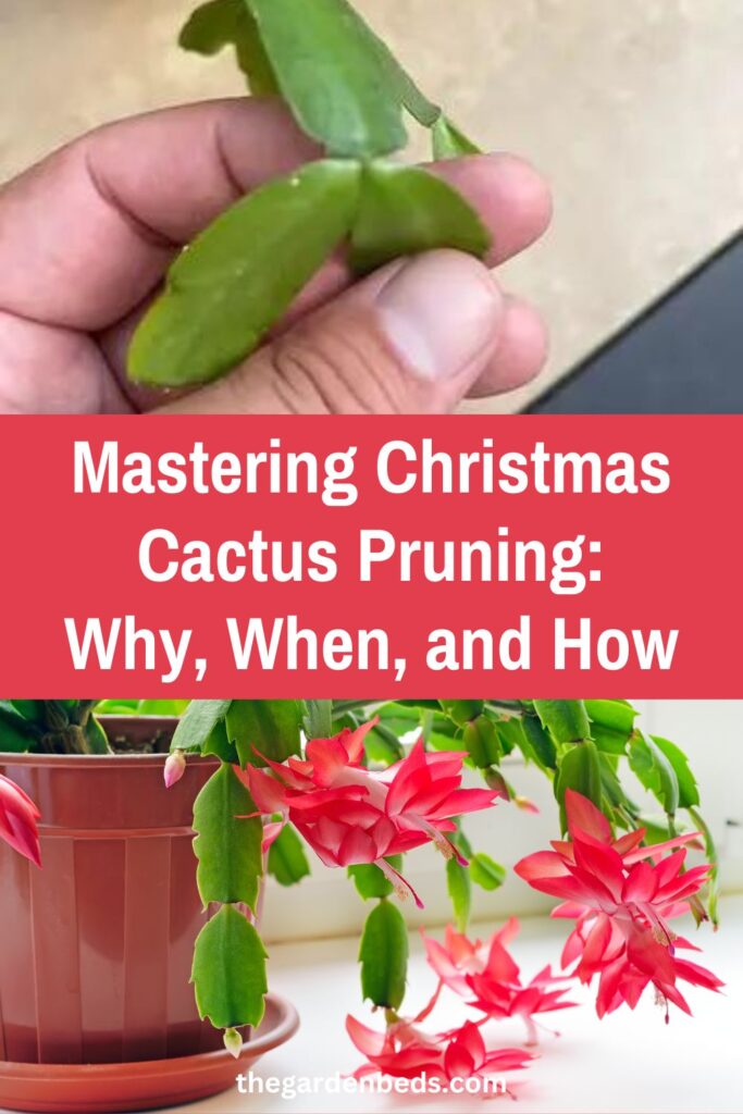 Christmas Cactus Pruning