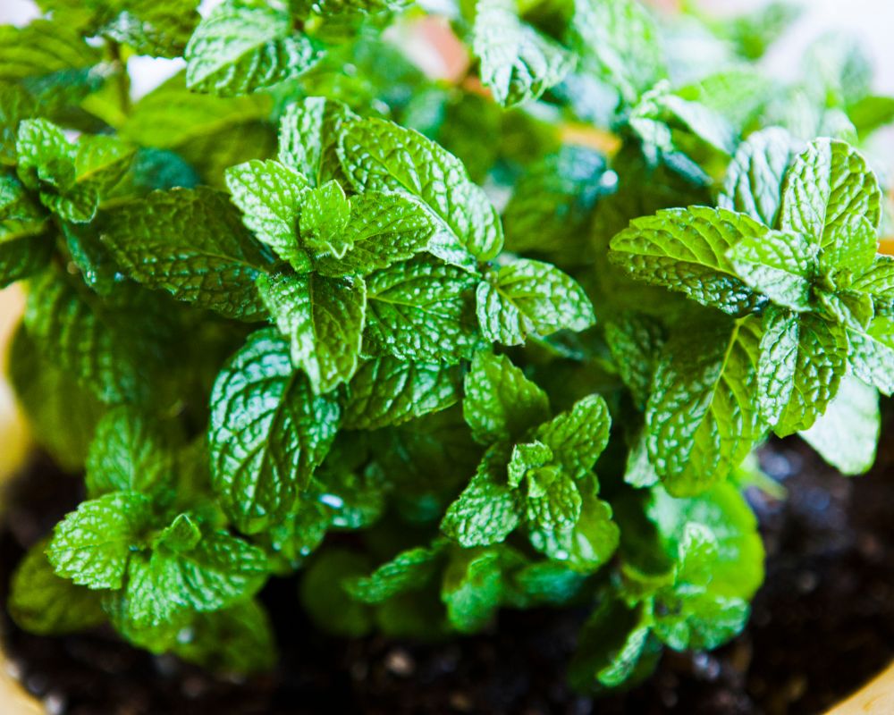 growing and caring for mint plants