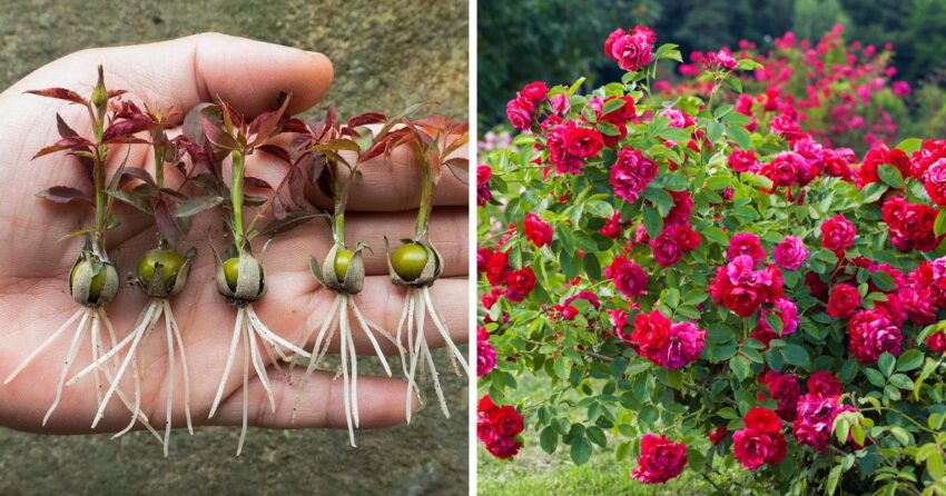 How to Grow Roses from Buds