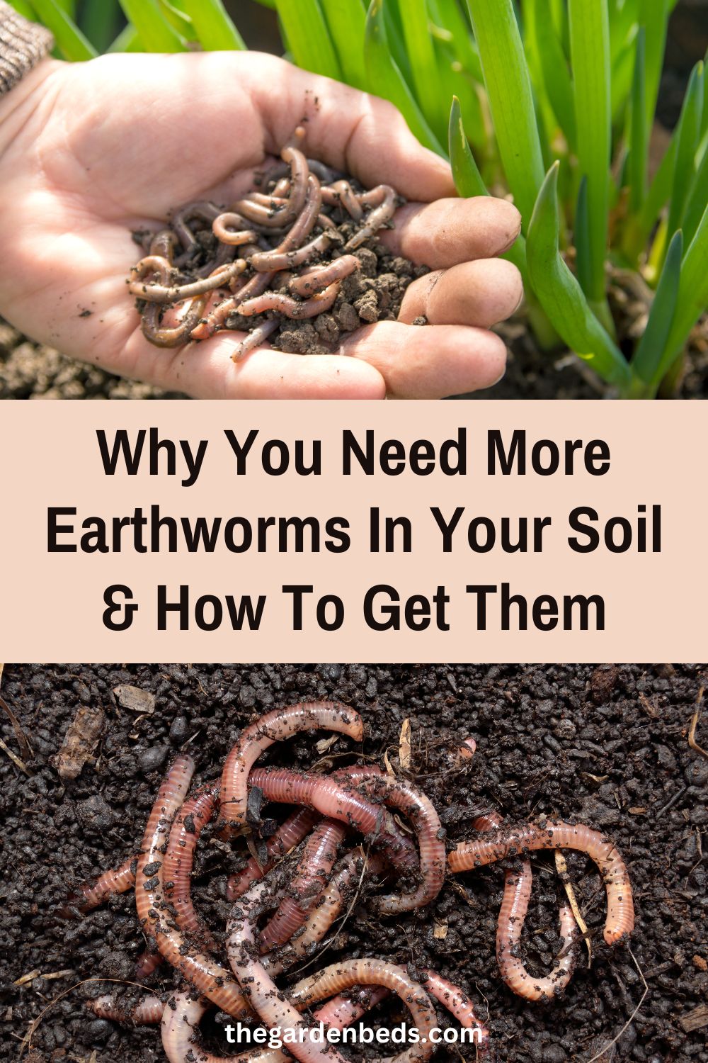Why You Need More Earthworms In Your Soil & How To Get Them Garden Beds